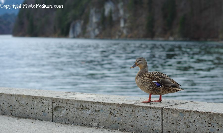 Bird, Waterfowl, Partridge, Goose, Duck, Teal, Dove