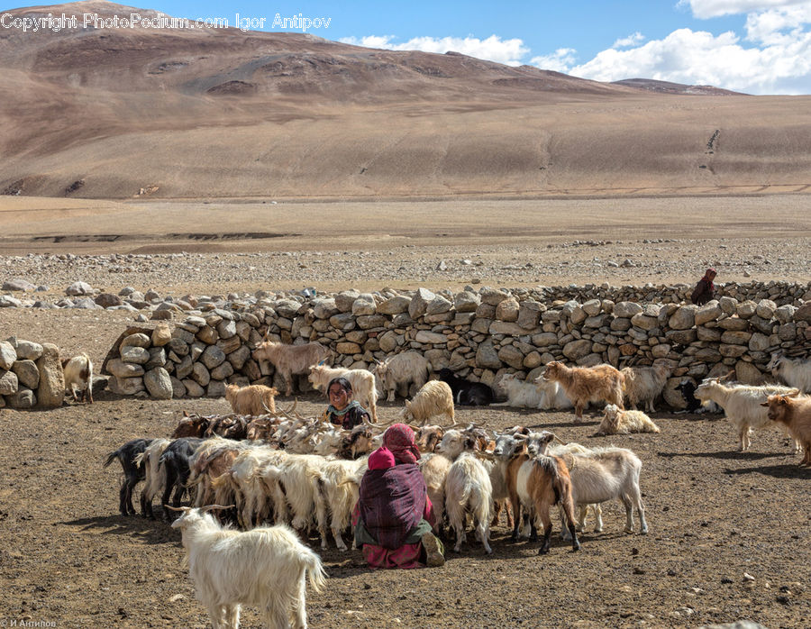 Animal, Goat, Mammal, Mountain Goat, Cattle, Herd, Canine