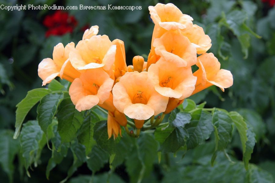 Blossom, Flora, Flower, Plant, Tulip, Petal, Poppy