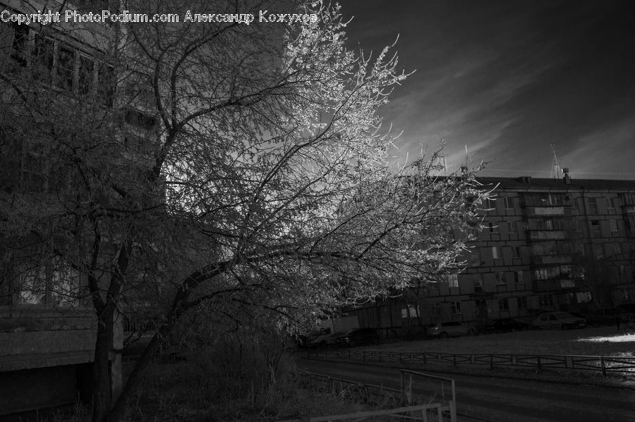 City, Downtown, Urban, Plant, Tree, Blossom, Flora