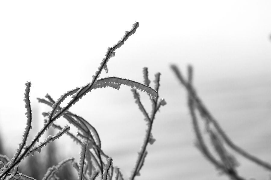 Frost, Ice, Outdoors, Snow, Wire, Field, Grass