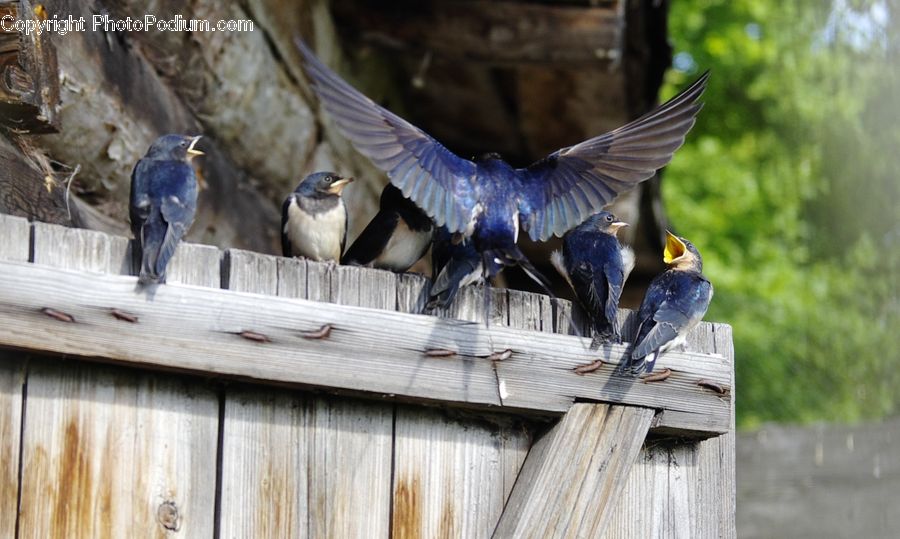 Bird, Swallow, Blue Jay, Bluebird, Jay, Blackbird, Crow