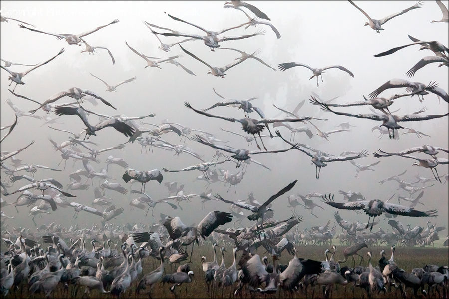 Bird, Stork, Flock, Crane Bird, Heron, Flying