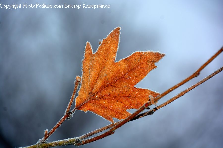 Maple, Maple Leaf, Plant, Leaf, Tree, Wood, Blossom