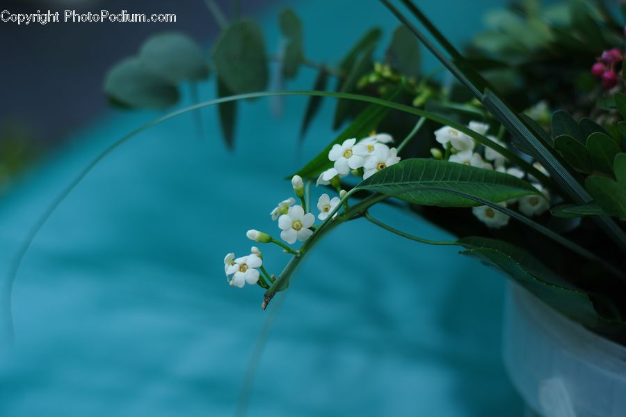 Blossom, Flora, Flower, Plant, Cherry Blossom, Dill, Flare