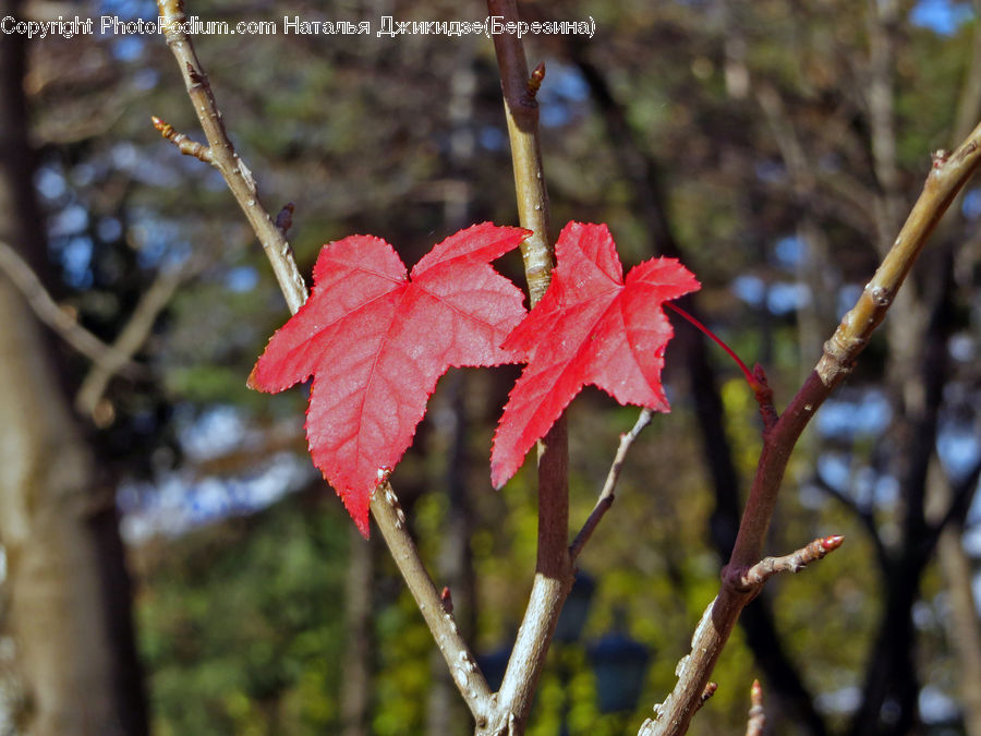 Bud, Plant, Maple, Maple Leaf, Tree, Wood, Birch