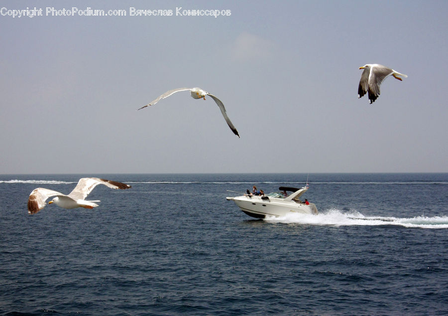 Bird, Seagull, Kite Bird, Adventure, Flight, Gliding, Pelican