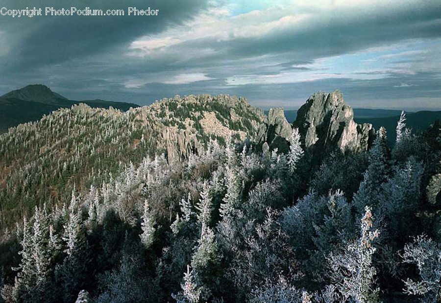 Conifer, Fir, Plant, Tree, Crest, Mountain, Outdoors