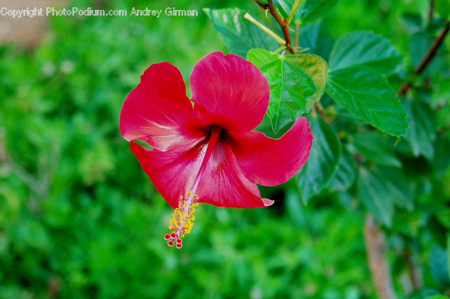 Blossom, Flora, Flower, Geranium, Plant, Hibiscus, Poppy