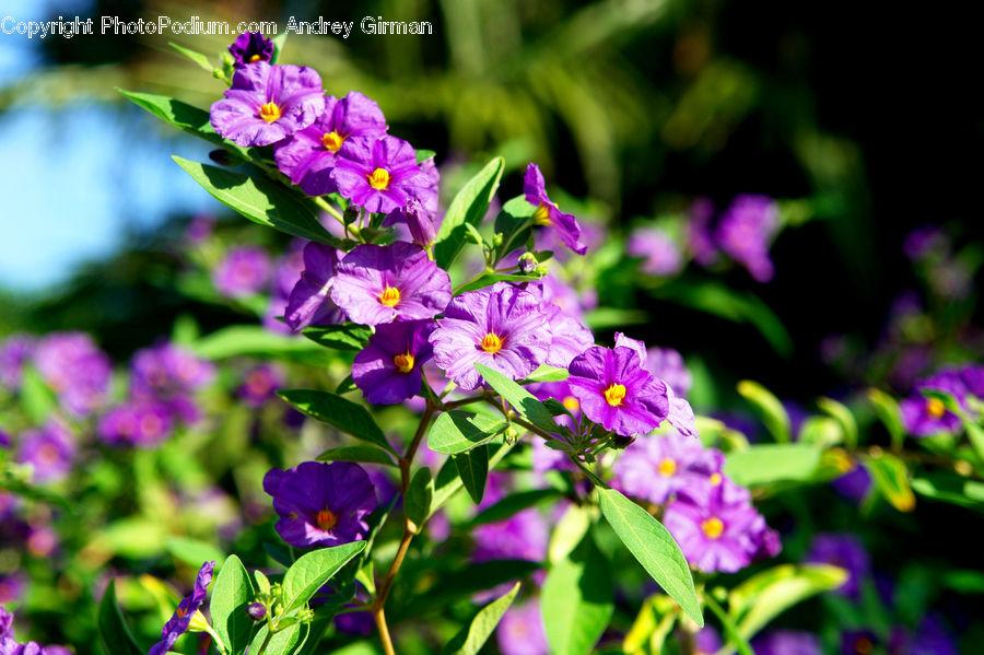 Blossom, Flora, Flower, Plant, Crocus, Geranium, Aster