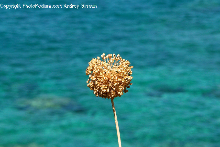 Blossom, Flora, Flower, Plant, Allium, Apiaceae, Field
