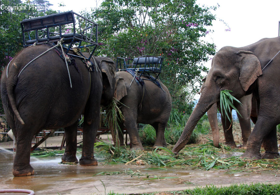 Animal, Elephant, Mammal