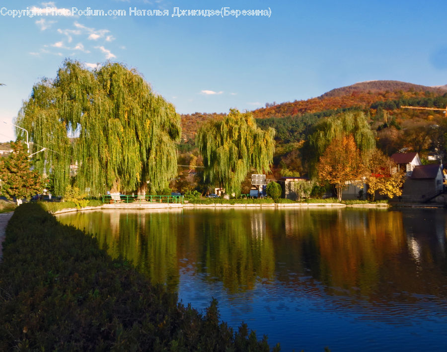 Conifer, Fir, Plant, Tree, Lake, Outdoors, Water