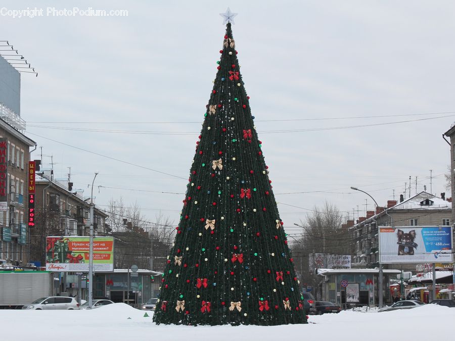 Conifer, Fir, Spruce, Wood, Billboard, Architecture, City