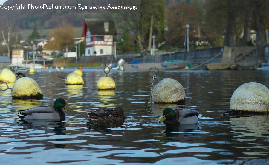 Bird, Duck, Teal, Waterfowl, Mallard, Architecture, Dome