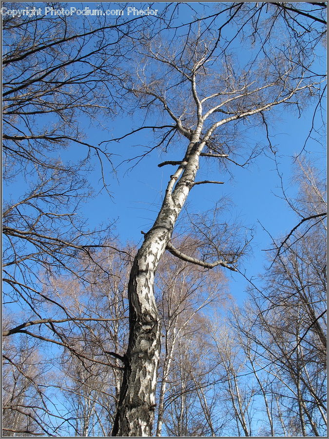 Birch, Tree, Wood, Plant, Forest, Vegetation, Oak