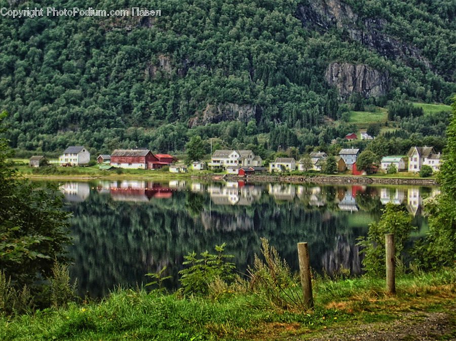 Conifer, Fir, Pine, Spruce, Wood, Outdoors, Pond