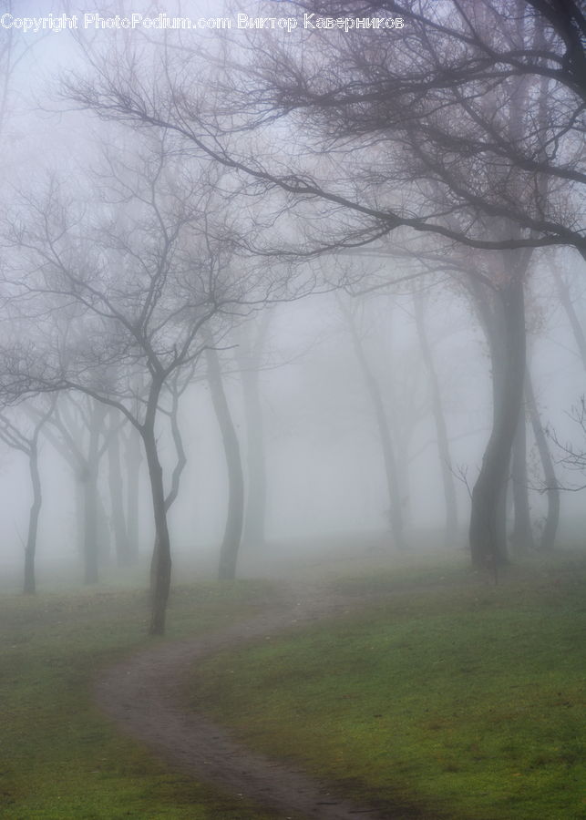 Fog, Mist, Outdoors, Forest, Vegetation