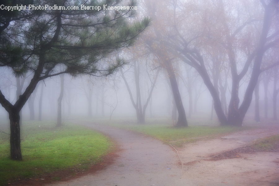 Dirt Road, Gravel, Road, Fog, Mist, Outdoors, Landscape