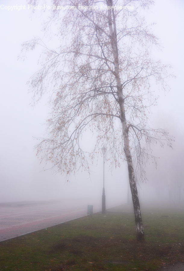 Fog, Plant, Tree