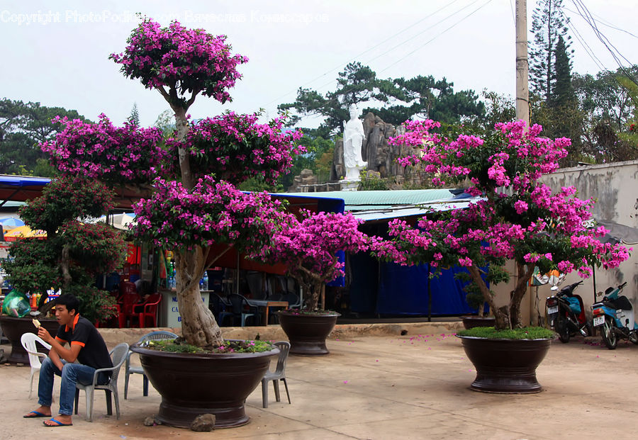 Bonsai, Plant, Potted Plant, Tree, Pot, Pottery, Blossom