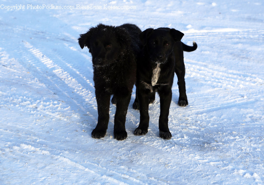 Animal, Canine, Dog, Mammal, Newfoundland, Pet, Calf