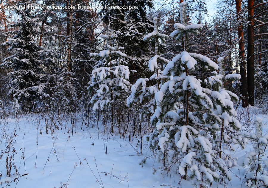 Conifer, Fir, Plant, Tree, Forest, Vegetation, Pine