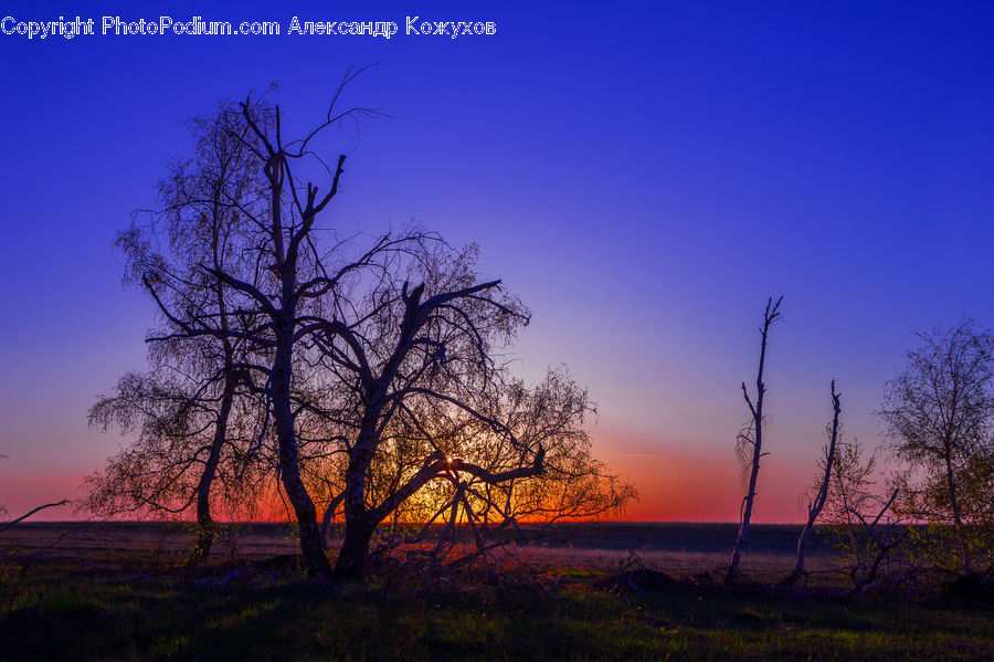 Dawn, Dusk, Red Sky, Sky, Sunrise, Sunset, Oak
