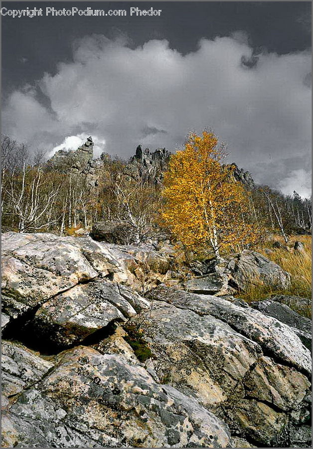 Rock, Conifer, Larch, Tree, Wood, Outdoors, Fir