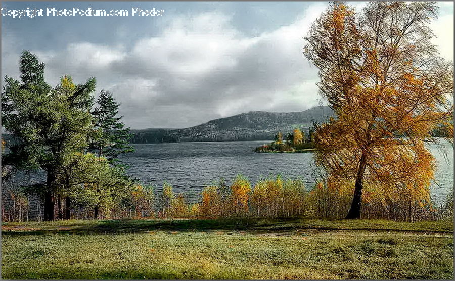 Conifer, Fir, Plant, Tree, Pine, Spruce, Wood