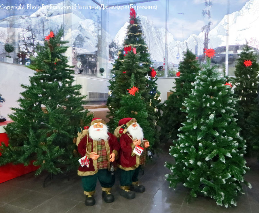 People, Person, Human, Mascot, Conifer, Fir, Spruce