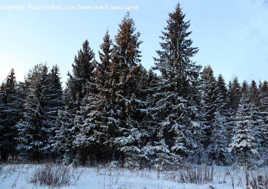 Conifer, Fir, Spruce, Wood, Plant, Tree, Pine