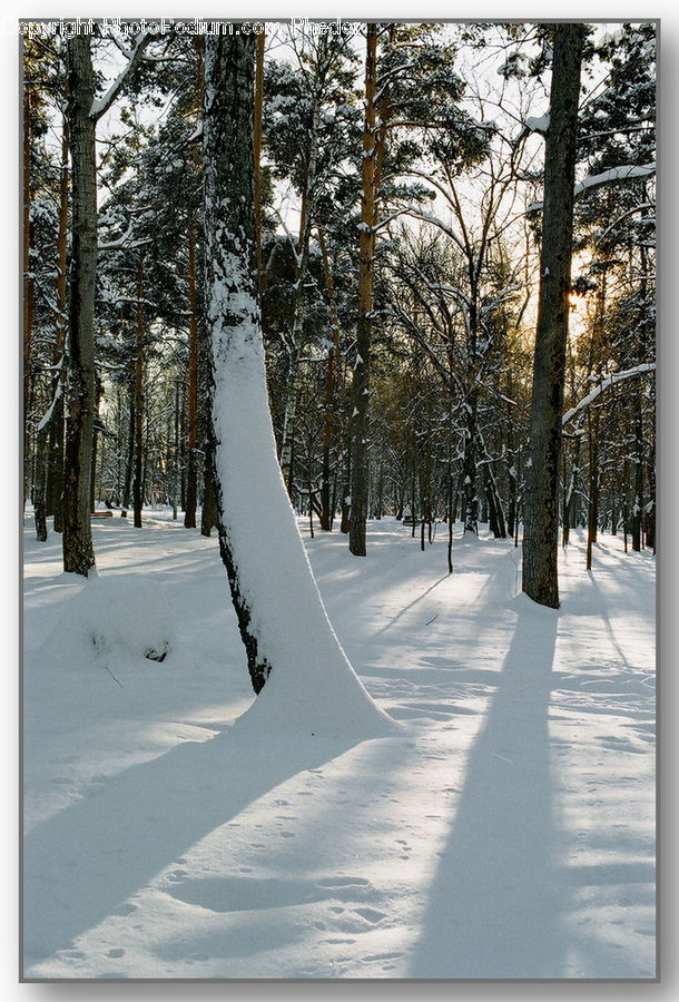 Conifer, Fir, Plant, Tree, Forest, Vegetation, Pine