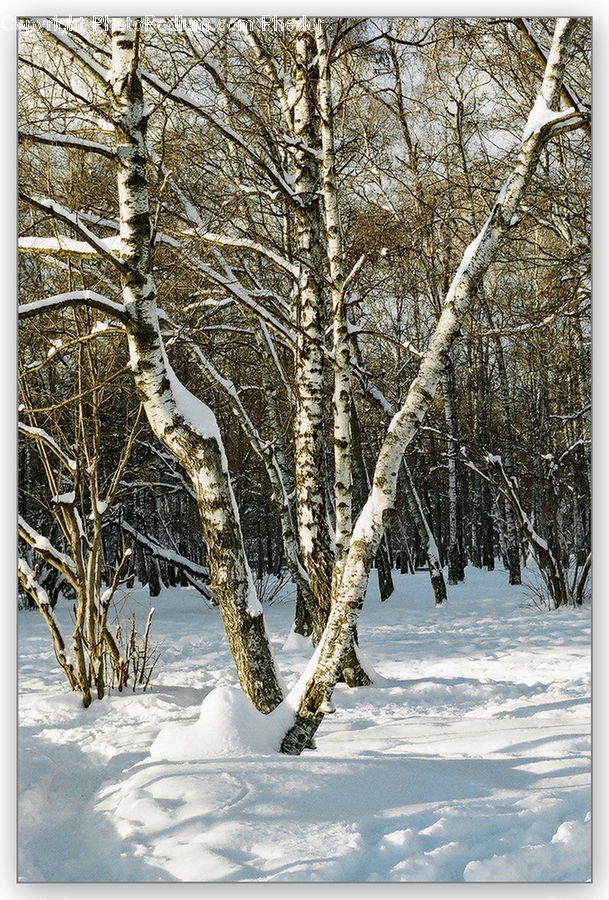 Birch, Tree, Wood, Plant, Forest, Vegetation, Grove