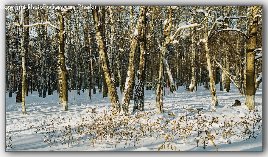 Ice, Outdoors, Snow, Birch, Tree, Wood, Art