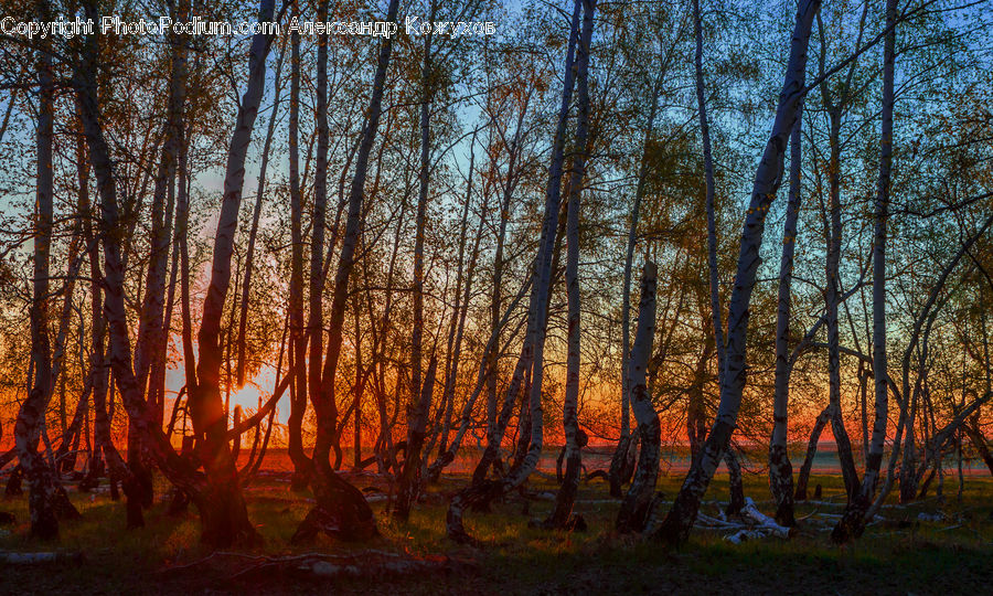 Forest, Grove, Land, Vegetation, Plant, Tree, Oak