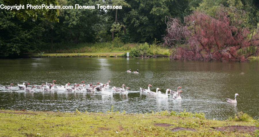 Outdoors, Pond, Water, Bird, Goose, Waterfowl