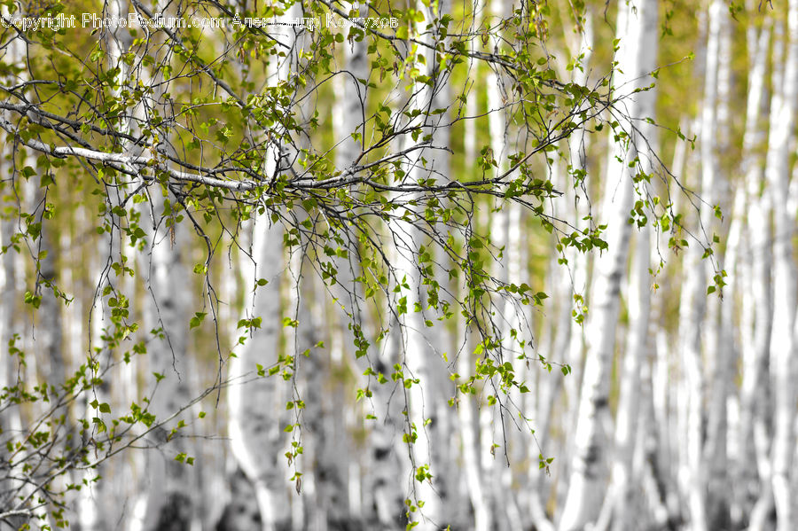 Birch, Tree, Wood, Plant, Vine, Field, Grass