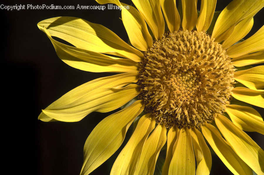 Blossom, Flora, Flower, Plant, Sunflower, Daisies, Daisy