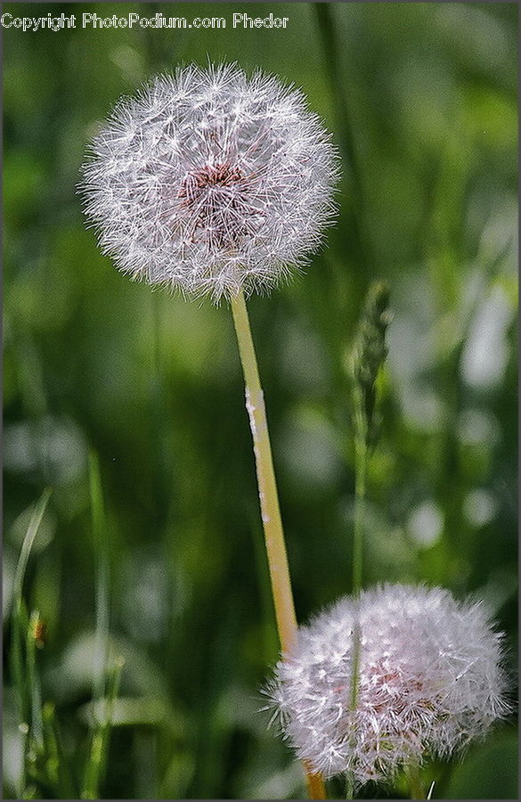 Dandelion, Flower, Plant, Flora, Thistle, Weed, Aloe