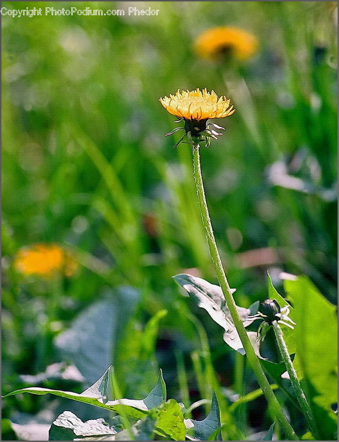 Gecko, Green Lizard, Lizard, Reptile, Dandelion, Flower, Plant
