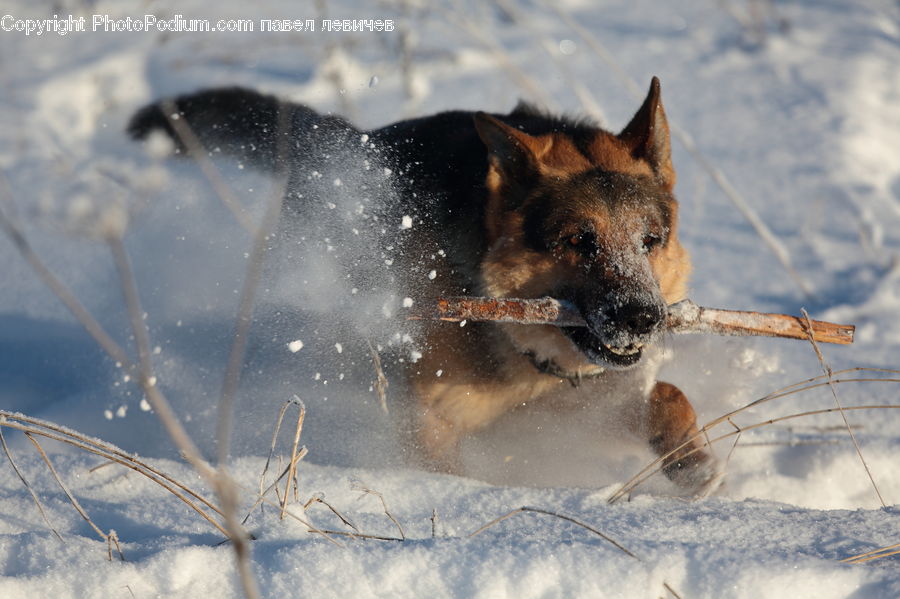 Animal, Canine, Dog, German Shepherd, Mammal, Pet