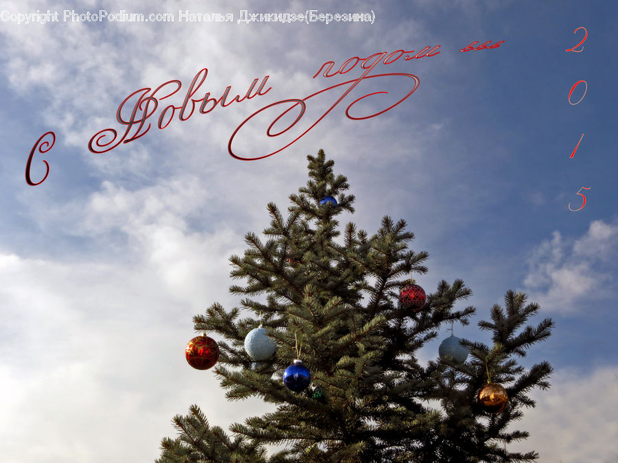 Ornament, Conifer, Fir, Pine, Spruce, Wood, Plant