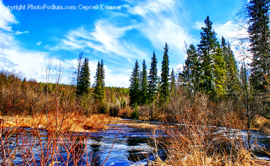 Land, Marsh, Outdoors, Swamp, Water, Conifer, Fir