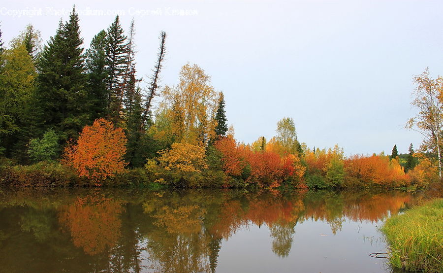 Outdoors, Pond, Water, Land, Marsh, Swamp, Forest