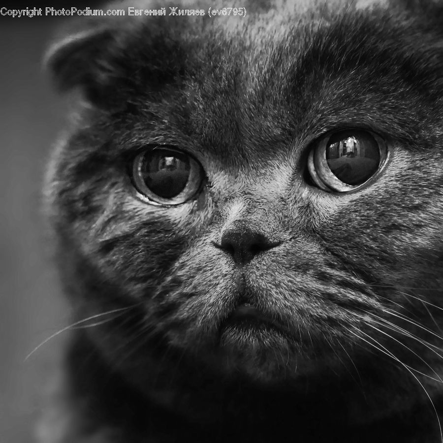 Animal, Head, Portrait, Face, Selfie