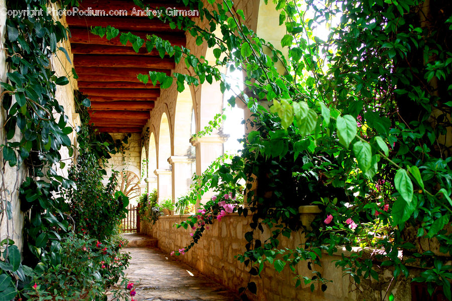 Ivy, Plant, Vine, Path, Road, Walkway, Balcony