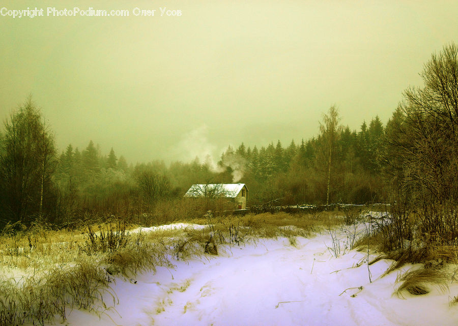 Land, Marsh, Pond, Swamp, Water, Outdoors, Fog