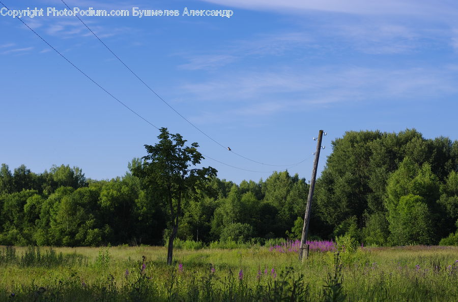 Cable, Electric Transmission Tower, Power Lines, Field, Grass, Grassland, Land