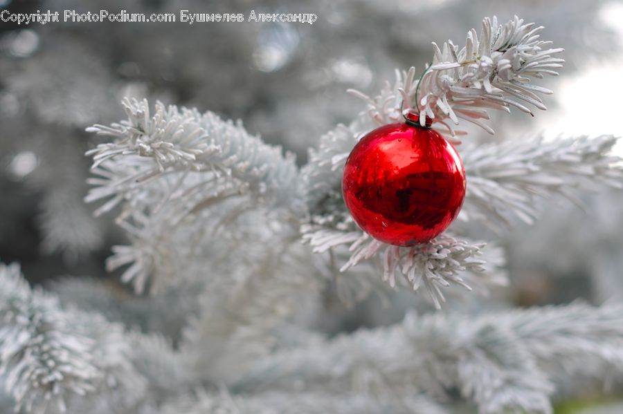 Frost, Ice, Outdoors, Snow, Ornament, Conifer, Fir